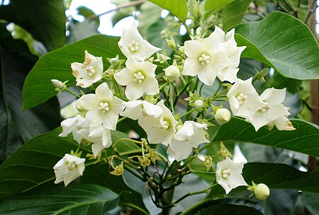 Tập_tin:Vallaris_glabra.jpg