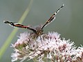 * Nomination a butterfly drinking with it's beak. Fabelfroh 09:11, 18 August 2007 (UTC) * Decline too small DOF, too little detail. Lycaon 08:03, 19 August 2007 (UTC)