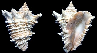 <i>Vasum cassiforme</i> Species of gastropod