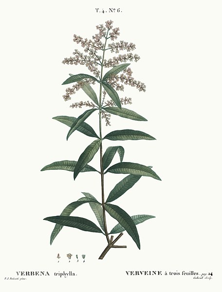 Verveine Citronelle - Aloysia citriodora - Plante aromatique