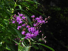 Vernonia gigantea 25.jpg