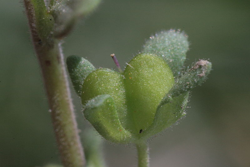 File:Veronica triphyllos (Finger-Ehrenpreis) IMG 4911.JPG