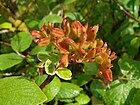 Viburnum cotinifolium 2017-05-31 1542.jpg