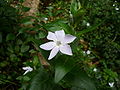 Aquesta vincapervinca (Vinca difformis) de Collserola, que vaig fer per Vinca me l'han posada a viquiespècies wikispecies:Vinca_difformis, a la viqui italiana a it:Specie botaniche in Sardegna i a la sueca a sv:Ljusblå vintergröna, que és l'article sobre l'espècie (primera per la viqui italiana i la sueca).