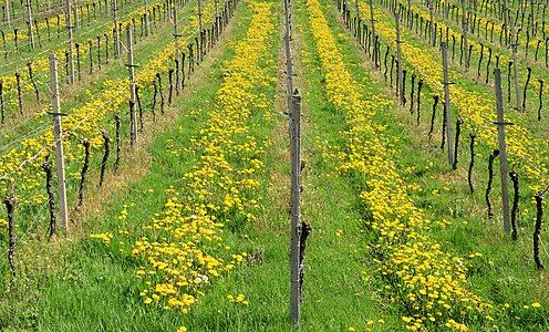 Vineyard Sasbach