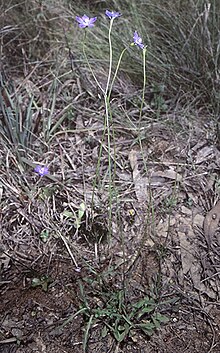 Wahlenbergia multicaulis 02.jpg