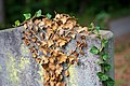 Waibstadt - Jüdischer Friedhof - Neuer Teil Reihe 4 - trockenes und lebendiges Efeu 3