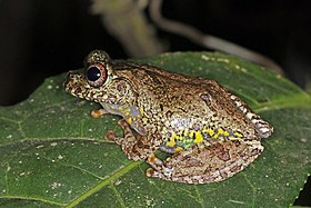 Warty bright-eyed frog (Boophis guibei) Andasibe.jpg