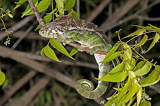 <i>Furcifer verrucosus</i> Species of lizard