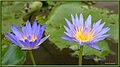 Water lily (8725102787).jpg