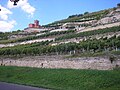 Weinbau dominiert Wirtschaft und Ortsbild in Freyburg