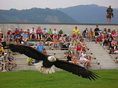 Weisskopfseeadler