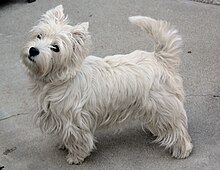 Westies have dense, thick undercoat and a smooth outer coat Westie Chloe.jpg