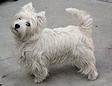 Westie fur sales