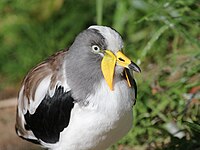 Lapwing, White-headed Vanellus albiceps