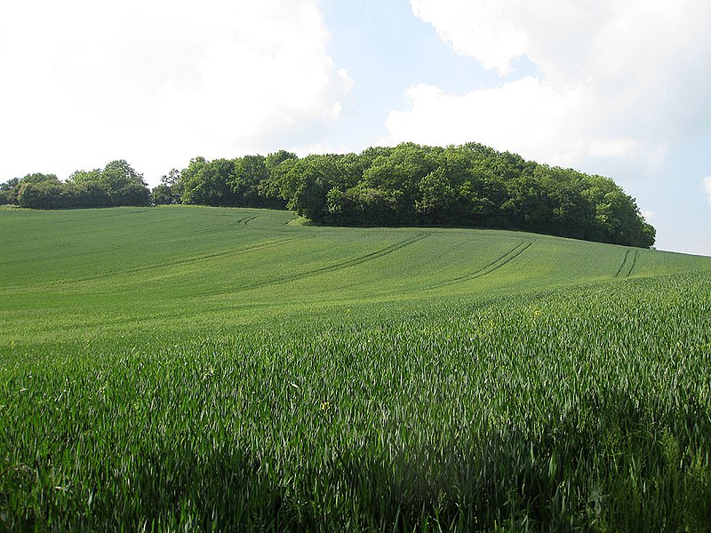 File:Whittlebury Wood - geograph.org.uk - 1895792.jpg