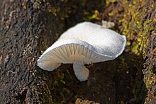 Wielangta Unidentified Fungus 5212.jpg