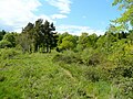 Wigpool Common 1 - geograph.org.uk - 1313765.jpg