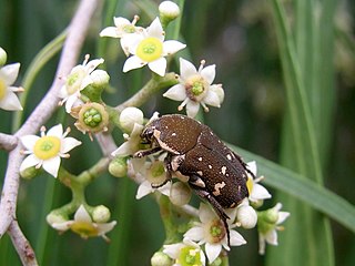 <i>Glycyphana stolata</i> Species of beetle