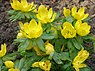 Winterakoniet (Eranthis hyemalis)