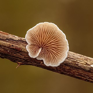 <i>Crepidotus</i> Genus of fungi