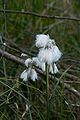 Common cottongrass