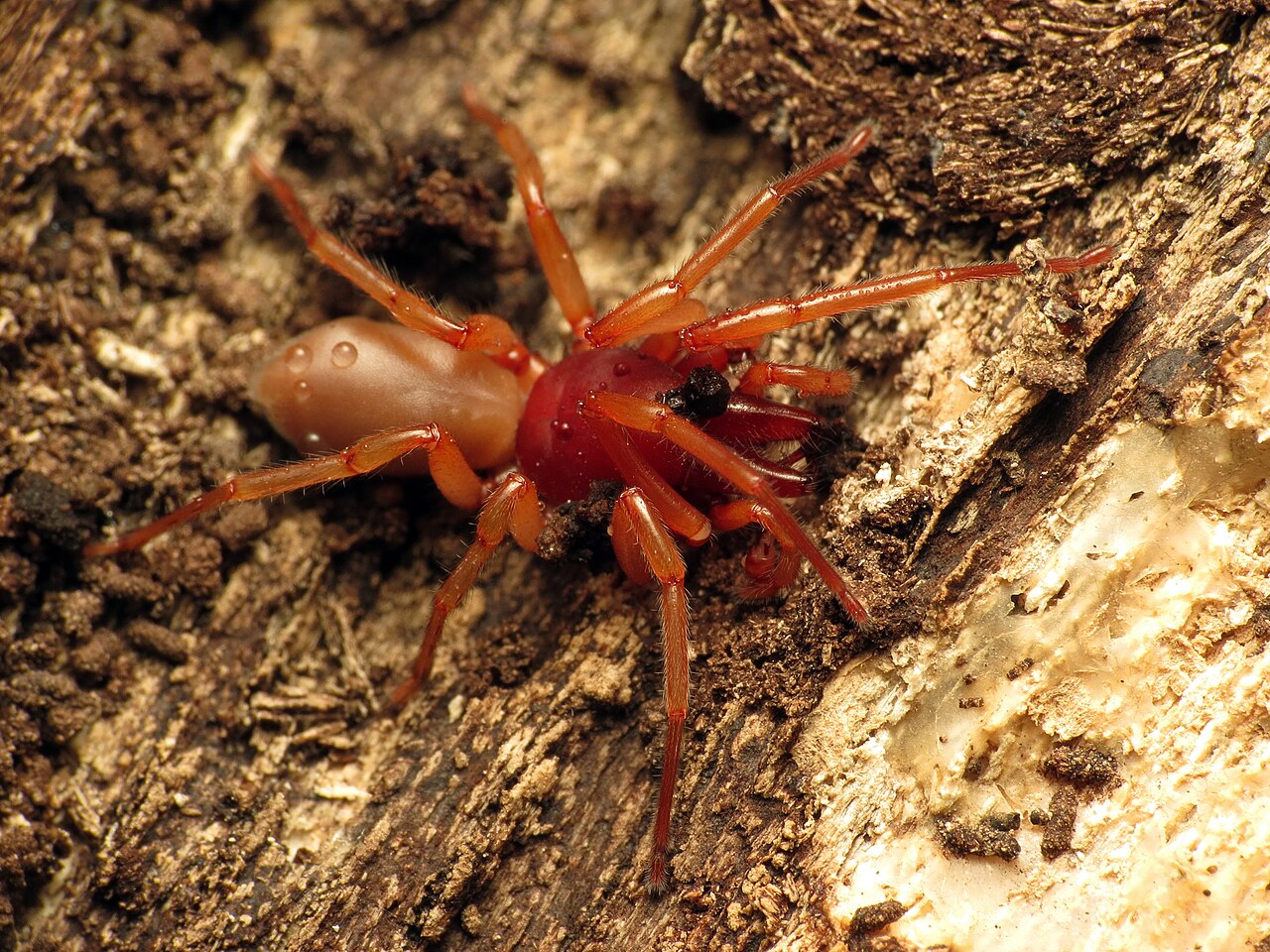 Woodlouse Spider