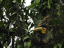 Wreathed hornbill emerges from its nest Wreathed Hornbill about the emerge from the nest cavity 02.jpg