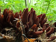 Eine Gruppe von ungefähr 20 rosa-braun gefärbten Strukturen, die zusammen gruppiert sind und auf dem Waldboden wachsen.