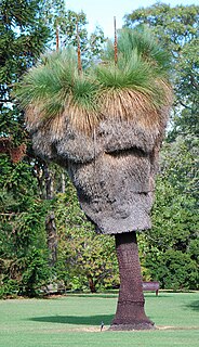 <i>Xanthorrhoea malacophylla</i> species of plant