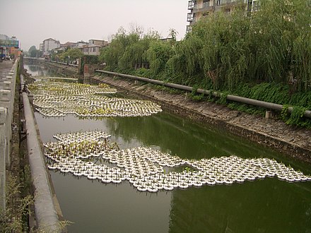 Water plants cultivated in the Yangzhuanghe Canal in Yangzhou, China