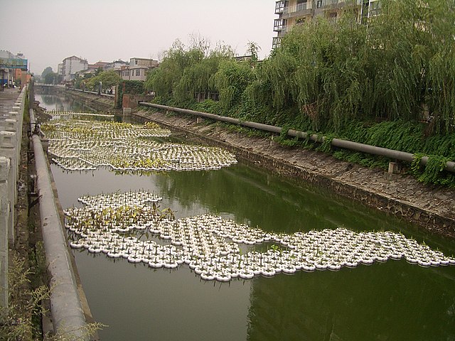 Cultivating emergent aquatic plants in floating containers