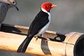 Adult; Pantanal, Brazil