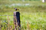 Thumbnail for File:Yellow-headed blackbird (48114852066).jpg