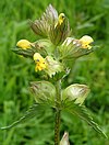 A close-up of the flowers of yellow rattle