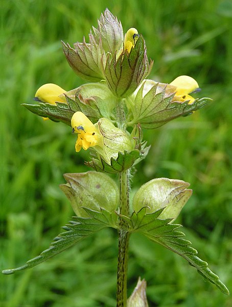 Papery (upper) and leafy bracts on hay rattle (Rhinanthus minor). All the "leaves" in this image are bracts.