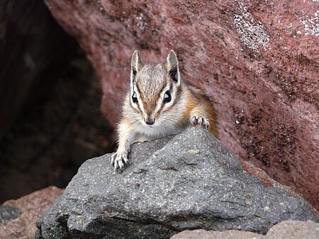 Yellow pine chipmonk 2008.JPG