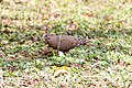 Zenaida Dove (Zenaida aurita) (8082118810).jpg