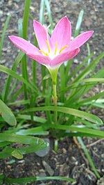 A pink rain lily from the Philippines Zephyranthes rosea (Mindanao, Philippines) 2.jpg