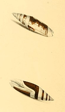 Zoologische Illustrationen Band I Tafel 48.jpg