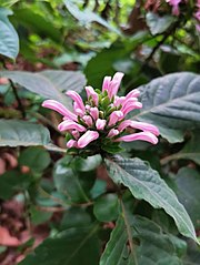 literature review of justicia carnea