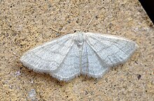 (1709) Saten Wave (Idaea subsericeata) (15002009297) .jpg