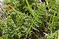 (i)Oreoxis alpina alpina(-i) - Flickr - aspidoscelis.jpg