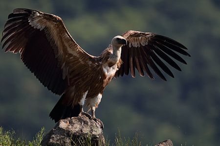 Griffon vulture (Gyps fulvus) in Vulchi Dol in the area of Madzharovo