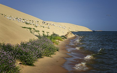 58. Куршская коса, Калининградская область — Marina Torgashova