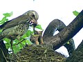 Die Wacholderdrossel füttert Küken im Nest Petrosawodsk