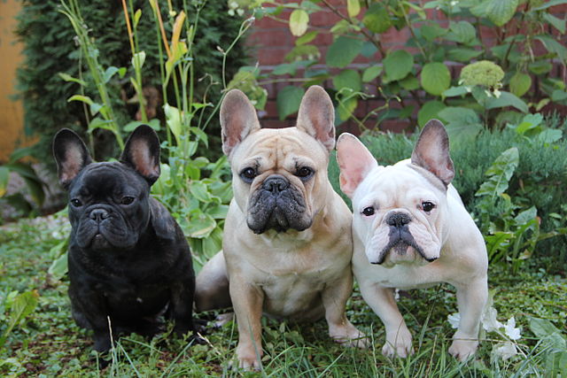 Cuántos cachorros puede tener un bulldog francés?