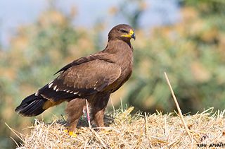 Lesser spotted eagle Species of bird