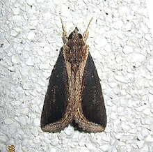 曲耳夜蛾 Ercheia cyllaria (Cramer, 1779) (15174501573).jpg