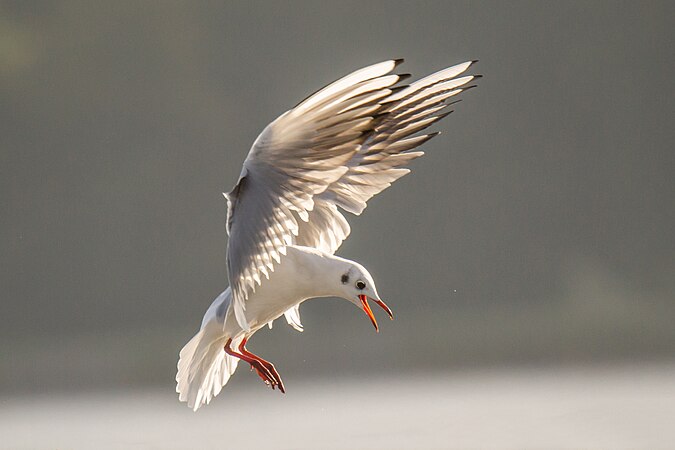 Black-headed gull in flight. Photo by Jg44.89